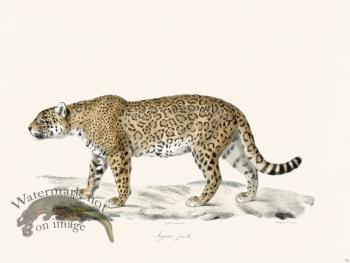 Cuvier 102 Female Jaguar
